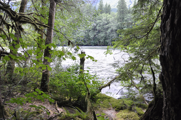 trees and river